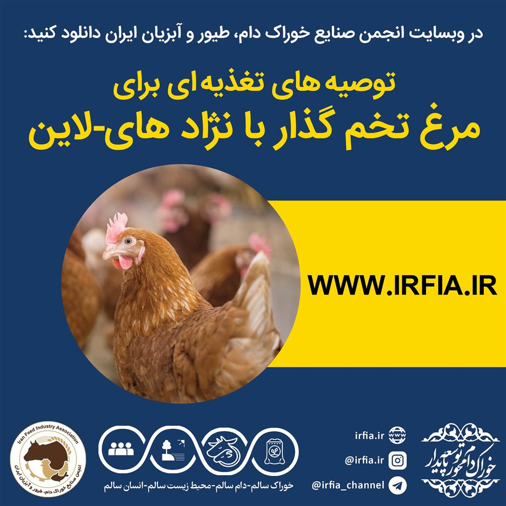 توصیه های تغذیه ای برای مرغ تخم گذار با نژاد های-لاین